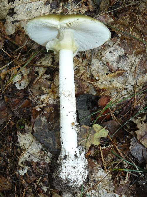 Amanita phalloides